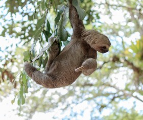 Grasp the tree branches swaying the sloth Stock Photo 03