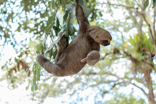Grasp the tree branches swaying the sloth Stock Photo 03