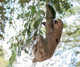 Grasp the tree branches swaying the sloth Stock Photo 04
