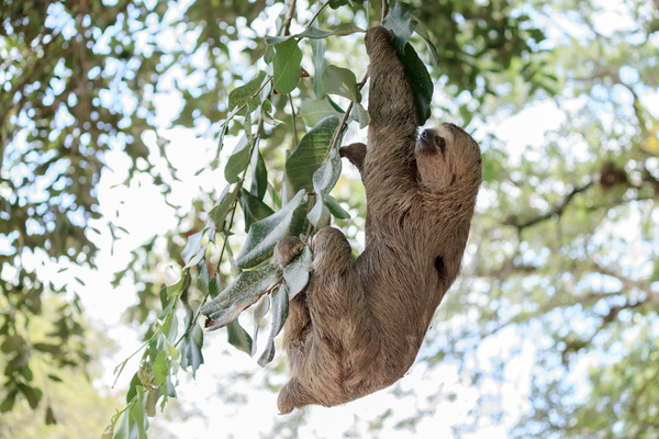 Grasp the tree branches swaying the sloth Stock Photo 04