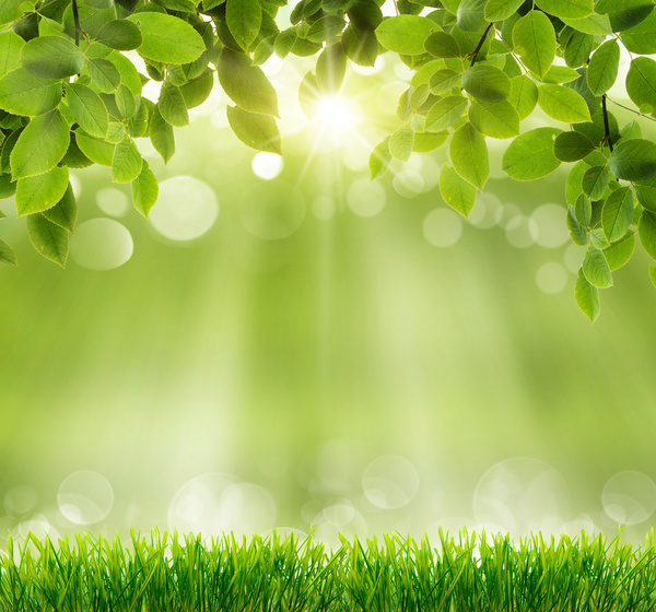 Green meadow with blurred sunny background HD picture