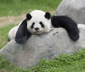 HD picture Lying on the stone sleeping on the giant panda