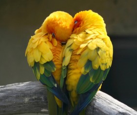 HD picture The cuddling parrot forms heart-shaped