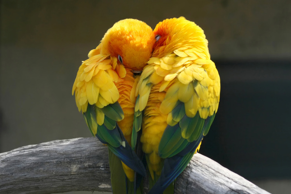 HD picture The cuddling parrot forms heart shaped