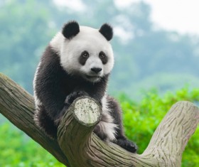 HD picture The cuddly giant panda sits on a tree branch