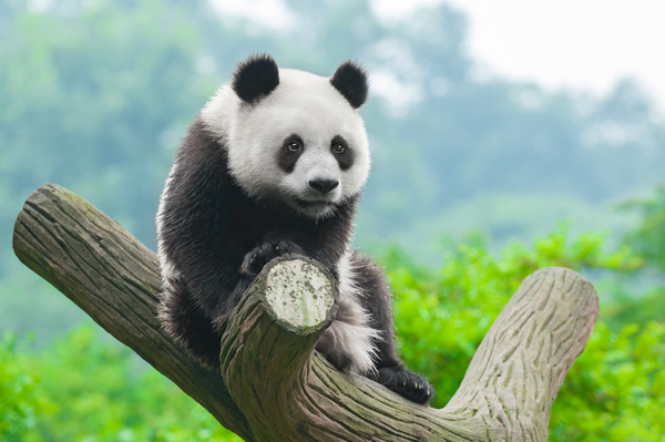 HD picture The cuddly giant panda sits on a tree branch