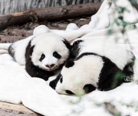 HD picture White blankets and two baby pandas