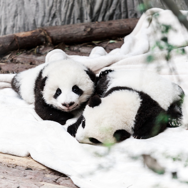 HD picture White blankets and two baby pandas