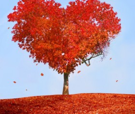 Heart-shaped maple trees Stock Photo