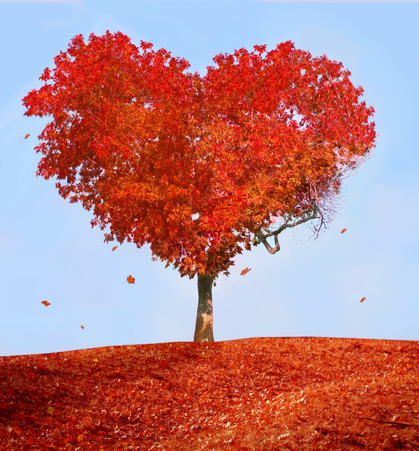 Heart shaped maple trees Stock Photo