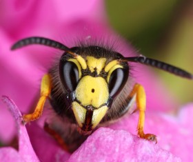 Honey bees that gather honey on pink petals