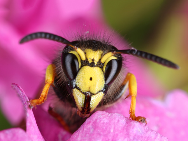 Honey bees that gather honey on pink petals