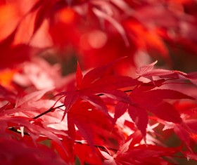 Late autumn maple leaf blurred background HD picture