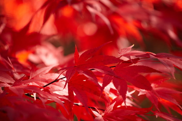 Late autumn maple leaf blurred background HD picture