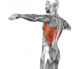 Lateral view of human latissimus dorsi
