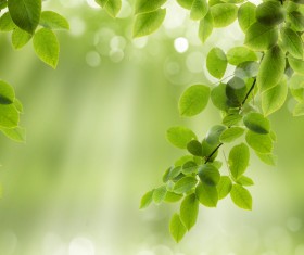 Leaves with blurred sunlight background Stock Photo