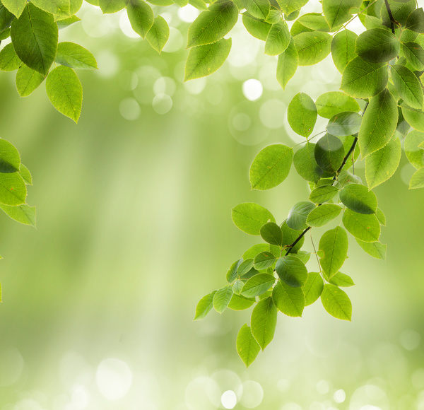Leaves with blurred sunlight background Stock Photo