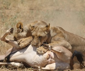 Lion of the African savanna catching antelope 01