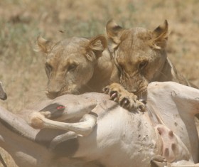 Lion of the African savanna catching antelope 02