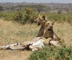 Lion of the African savanna catching antelope 03