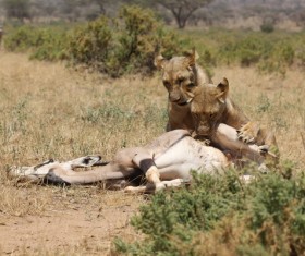Lion of the African savanna catching antelope 04