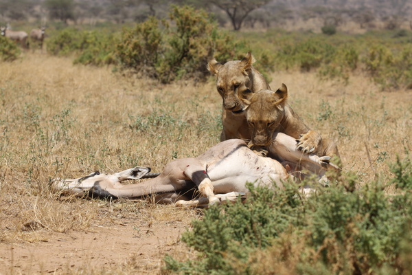 Lion of the African savanna catching antelope 04