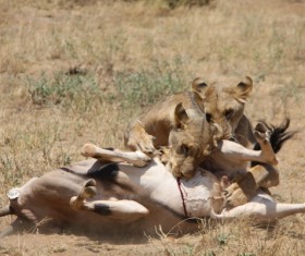 Lion of the African savanna catching antelope 05