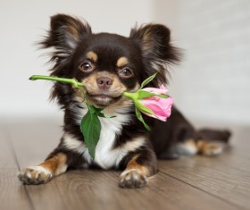 Lovely puppy lying on the floor dangling roses