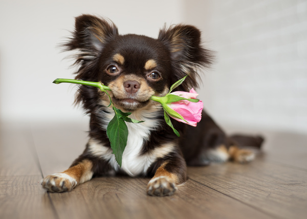 Lovely puppy lying on the floor dangling roses