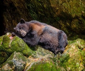 Lying on a rock covered with moss rocks HD picture