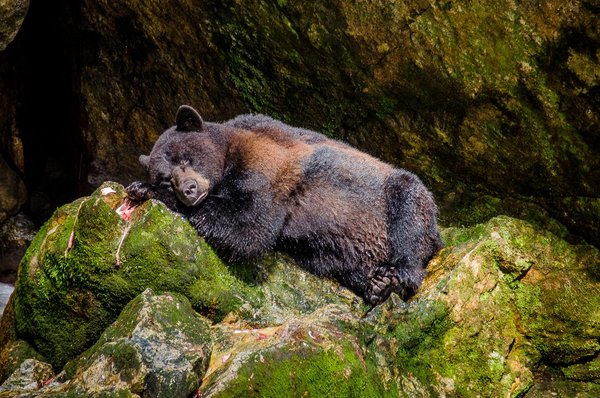 Lying on a rock covered with moss rocks HD picture