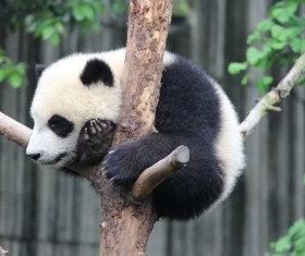 Lying on the tree fork to sleep on the panda