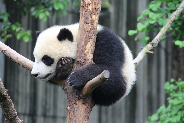 Lying on the tree fork to sleep on the panda