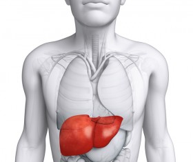 Male body organs liver front view