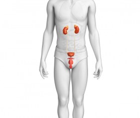 Male kidney and genital frontal view