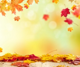 Maple leaf with blurred sunlight background Stock Photo 01