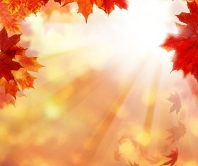 Maple leaf with blurred sunlight background Stock Photo 02