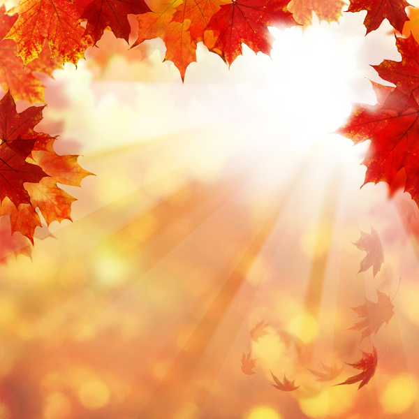 Maple leaf with blurred sunlight background Stock Photo 02