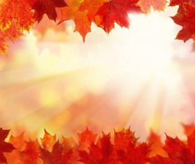 Maple leaf with blurred sunlight background Stock Photo 03