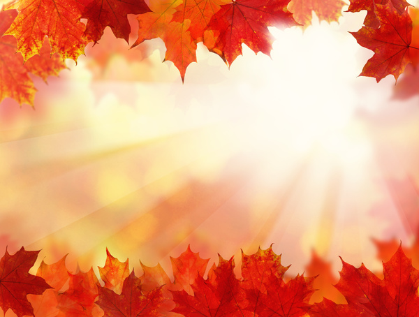 Maple leaf with blurred sunlight background Stock Photo 03
