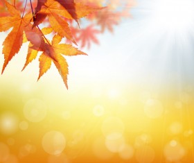 Maple leaf with blurred sunlight background Stock Photo 04