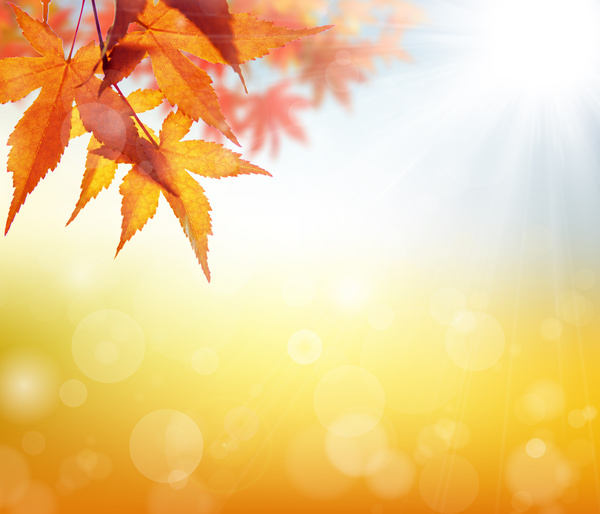 Maple leaf with blurred sunlight background Stock Photo 04