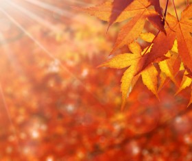 Maple leaf with blurred sunlight background Stock Photo 05
