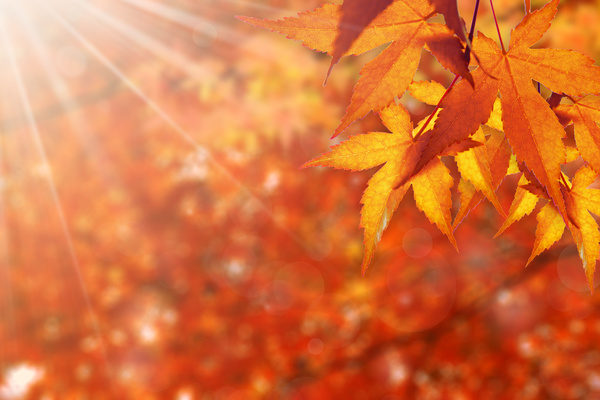Maple leaf with blurred sunlight background Stock Photo 05