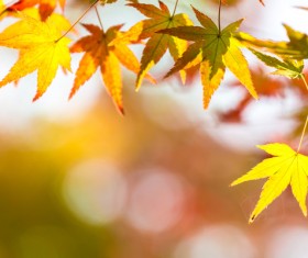 Maple leaf with blurred sunlight background Stock Photo 06