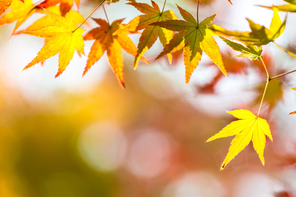 Maple leaf with blurred sunlight background Stock Photo 06