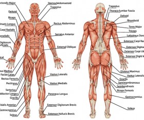Muscle diagram throughout the body