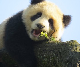 Panda lying on the tree trunk Stock Photo