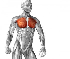Pectoralis major muscle diagram