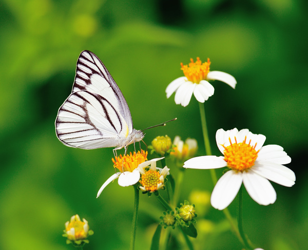 Pink Butterfly With White Chrysanthemum Orchid Stock Photo
